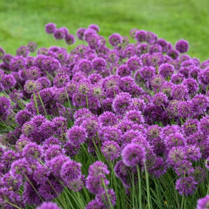 Lavender Bubbles Allium (Allium 'Lavender Bubbles' PP31,126), a perennial featuring purple flowers and perennial.