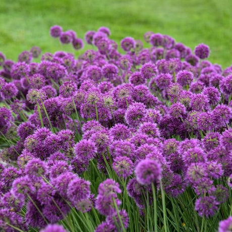 Lavender Bubbles Allium (Allium 'Lavender Bubbles' PP31,126), a perennial featuring purple flowers and perennial.