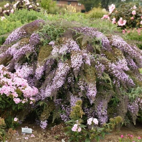 Lavender Cascade Butterfly Bush - Nature Hills Nursery - #3 Container - 