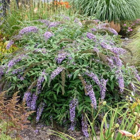 Lavender Cascade Butterfly Bush - Nature Hills Nursery - #3 Container - 