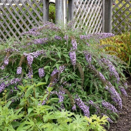 Lavender Cascade Butterfly Bush - Nature Hills Nursery - #3 Container - 