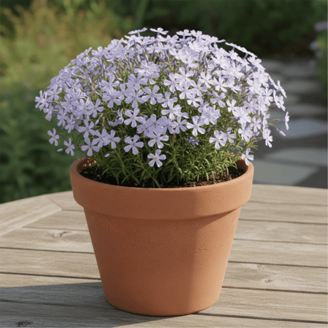 A lush mound of light purple, star-shaped creeping phlox flowers blooming thickly in a classic terracotta pot, sitting on a slatted wooden outdoor table against a blurred garden background.