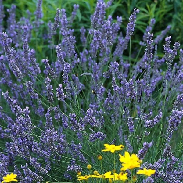 lavender plants near me Grosso Lavender