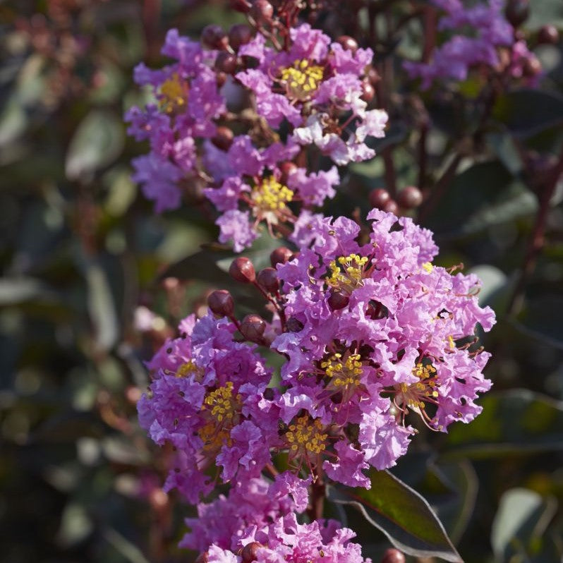 Black Diamond Lavender Lace Crape Myrtle Close Up