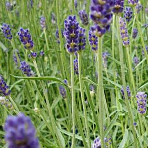 Provence Lavender (Lavandula x intermedia 'Provence'), a perennial featuring purple flowers and perennial.