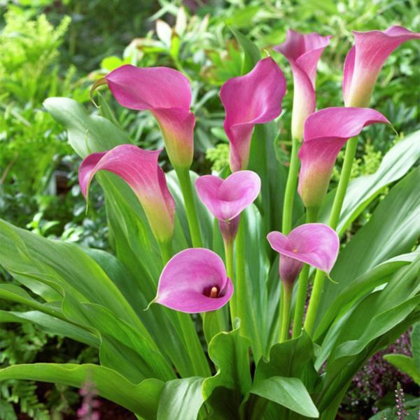 Lavender Sensation Calla Lily - Nature Hills Nursery - 5 Pack Bulbs - 