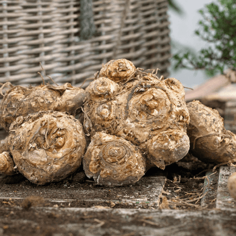 Sensation Lavender Bulbs