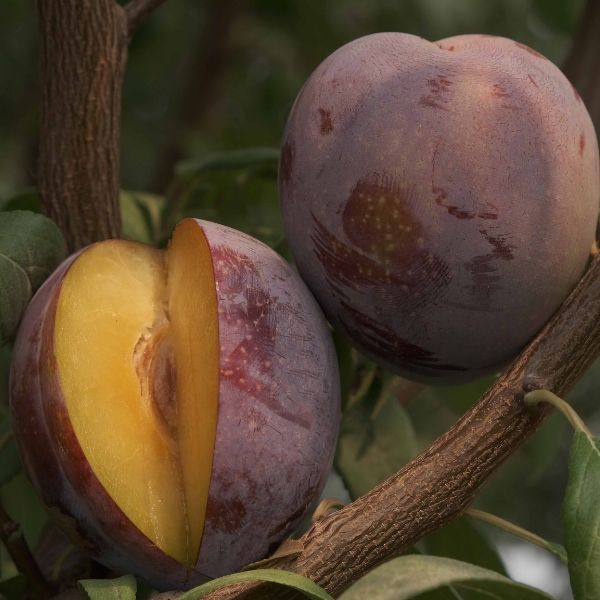 Lavender Showers Plum Tree - Nature Hills Nursery - Paper Pot 4 - 5 Feet - 
