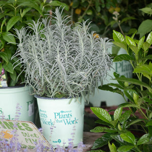 Silver-foliaged lavender plant in a Novalis Plants that Work branded pot surrounded by lush green garden plants.