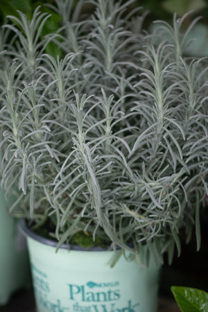 Silver-leaved lavender plant in a Nature Hills Nursery pot with narrow aromatic foliage growing upright.