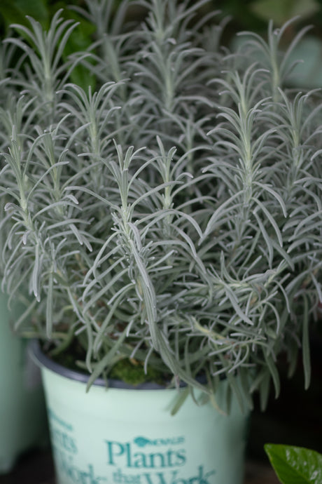 Silver-leaved lavender plant in a Nature Hills Nursery pot with narrow aromatic foliage growing upright.