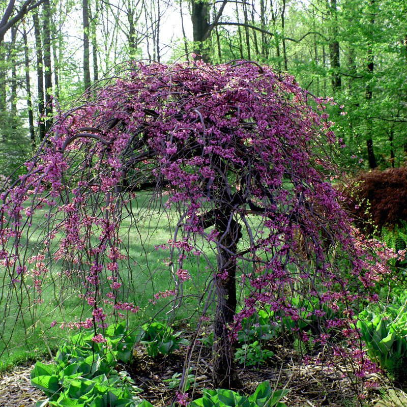 lavender looking tree Lavender Twist Weeping Redbud