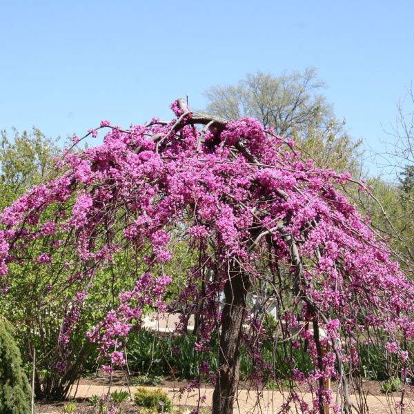 redbud tree lavender twist Lavender Twist Weeping Redbud