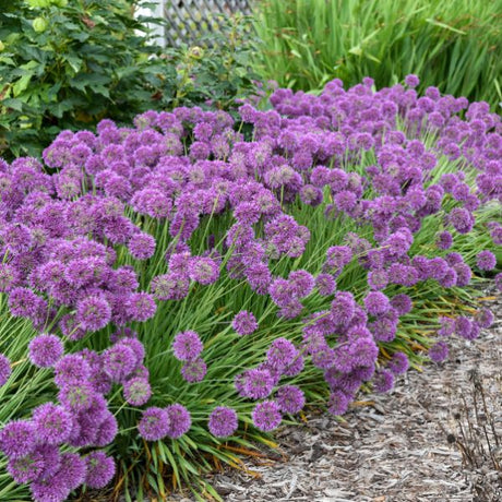 Lavender Bubbles Allium Blooms