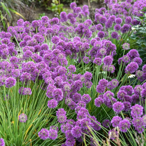 Lavender Bubbles Allium Mass Planting