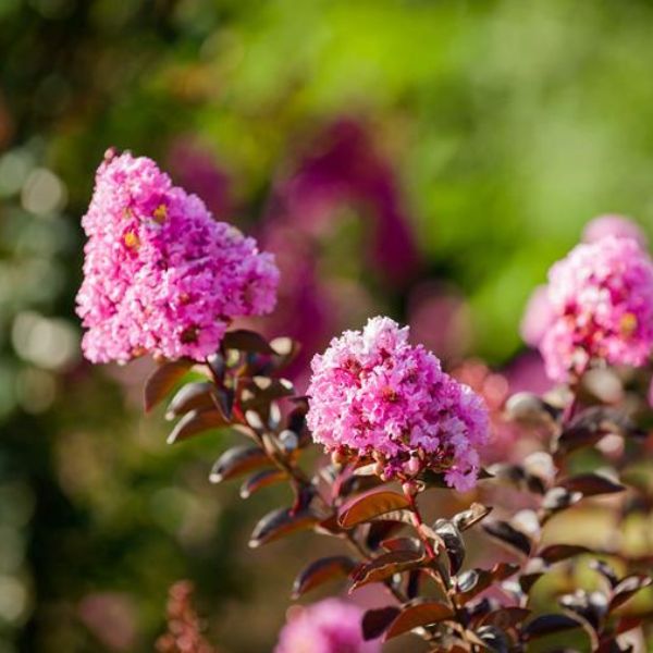 Black Diamond Lavender Lace Crape Myrtle Flowers