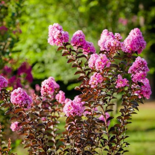 Black Diamond Lavender Lace Crape Myrtle Full Plant