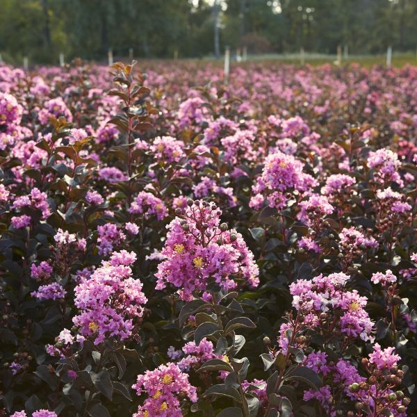 Black Diamond Lavender Lace Crape Myrtle Field