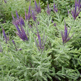 Lead Plant - Nature Hills Nursery - #1 Container 1 - 2 Feet - 