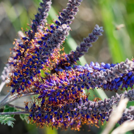 Lead Plant Flowers Up Close