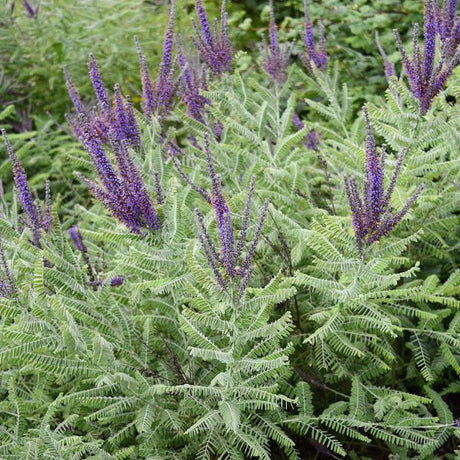 Lead Plant Foliage