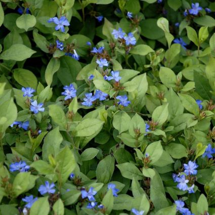 Close-up of blue ceratostigma flowers on Blue Plumbago Plant blooming in late summer to early fall to late fall.