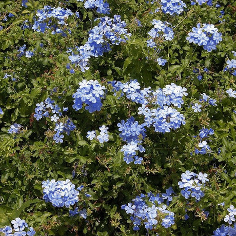 Perennial foliage of Blue Plumbago Plant (Ceratostigma plumbaginoides) in a garden setting.