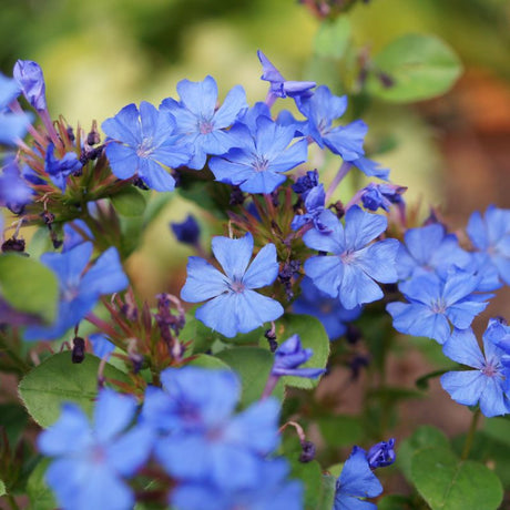 Blue Plumbago Plant (Ceratostigma plumbaginoides), a perennial featuring blue flowers and perennial.