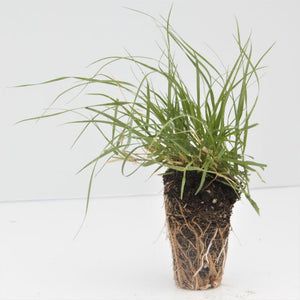 Legacy Buffalo Grass Plugs - Nature Hills Nursery - 72 Plug Tray - 
