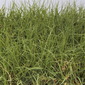 Legacy Buffalo Grass Plugs - Nature Hills Nursery - 72 Plug Tray - 