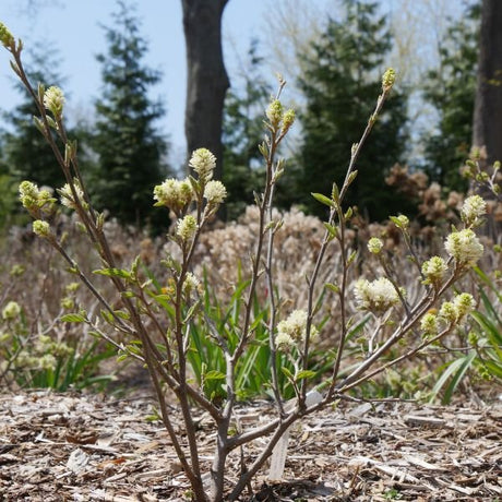 Close-up of white fothergilla flowers on Legend Of The Fall® Bottlebrush blooming in late spring to early spring.