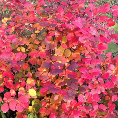 Deciduous foliage of Legend Of The Fall® Bottlebrush (Fothergilla x intermedia 'ALICE' PP32,049) in a garden setting.
