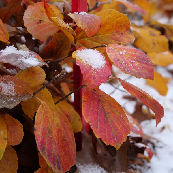 Legend Of The Fall® Bottlebrush (Fothergilla x intermedia 'ALICE' PP32,049) growing in a garden landscape, showing mature shrub form.