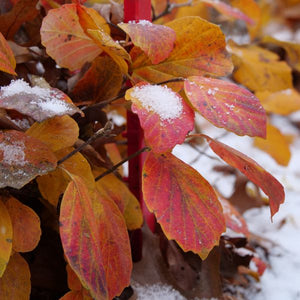Legend Of The Fall® Bottlebrush (Fothergilla x intermedia 'ALICE' PP32,049) growing in a garden landscape, showing mature shrub form.