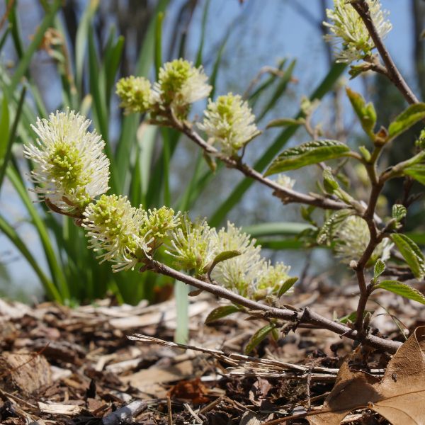 Legend Of The Fall® Bottlebrush (Fothergilla x intermedia 'ALICE' PP32,049), a shrub featuring white flowers and deciduous.