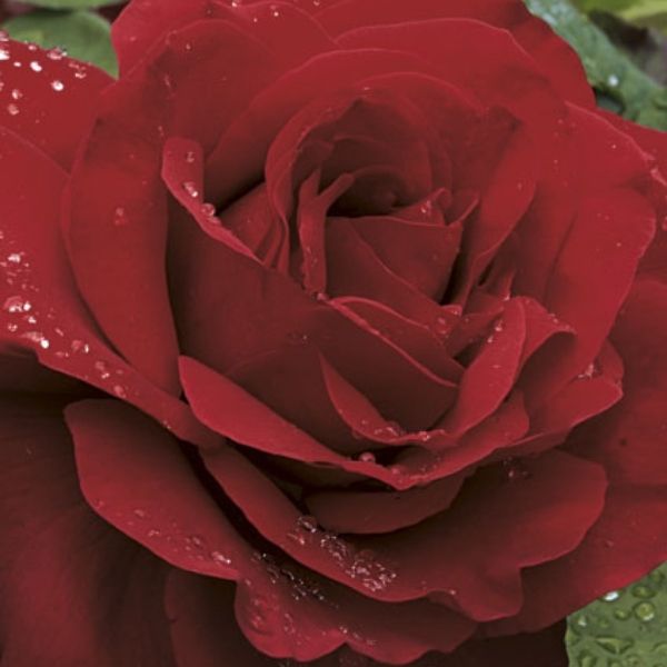 Legends™ Hybrid Tea Rose Tree