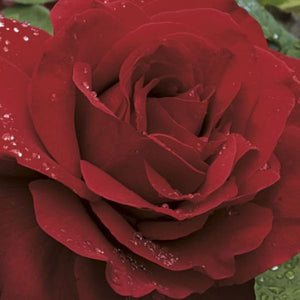 Legends&trade; Hybrid Tea Rose - Nature Hills Nursery - #3 Container - 