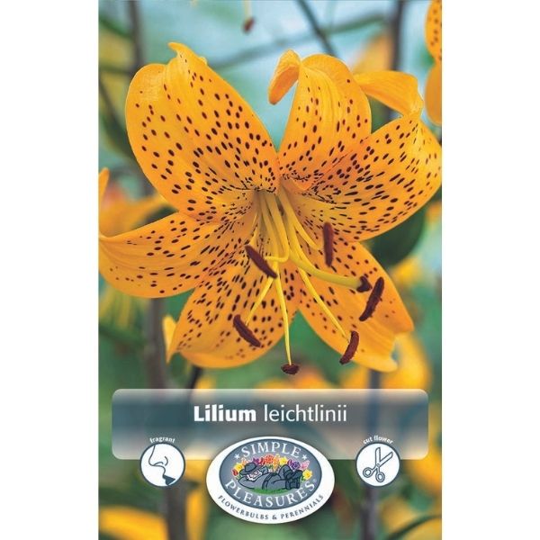 Leichtlinii Lily