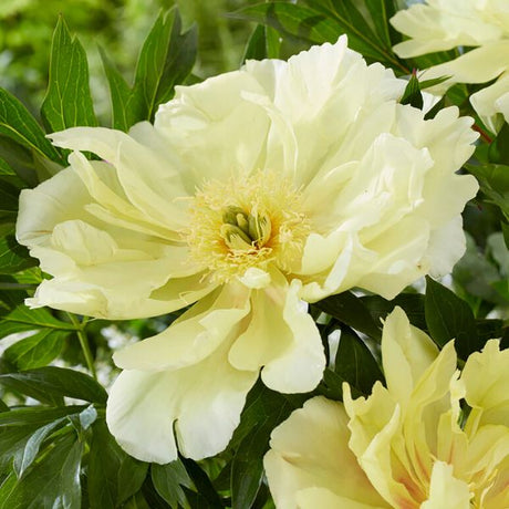 Lemon Dream Peony - Perennial - Nature Hills Nursery - 