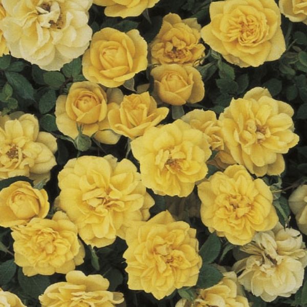 Lemon Drop&trade; Miniature Rose Tree - Nature Hills Nursery - #3 Container 3 - 4 Feet - 