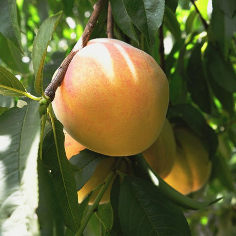 Lemon Elberta Peach Tree - Nature Hills Nursery - #3 Container 4 - 5 Feet - 