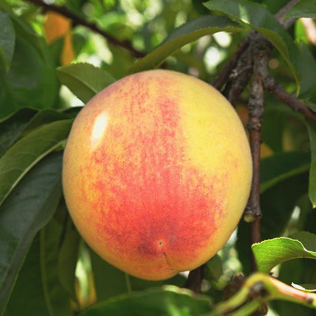 Lemon Elberta Peach Tree - Nature Hills Nursery - #3 Container 4 - 5 Feet - 