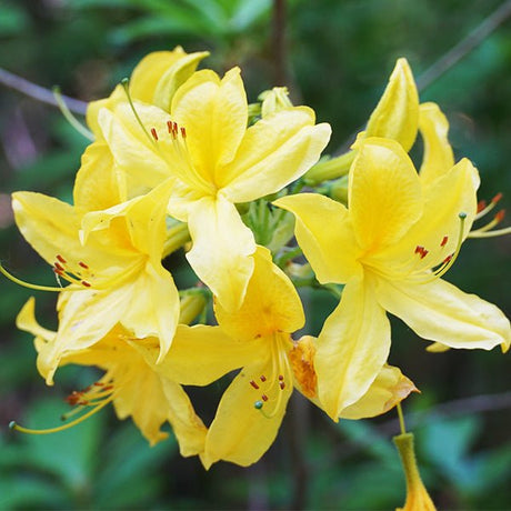 Lemon Lights Azalea (Rhododendron 'Lemon Lights'), a shrub featuring yellow flowers and deciduous.