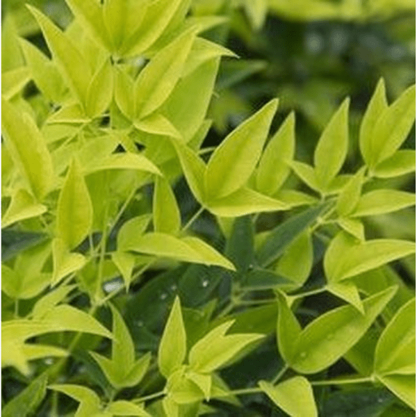 Detail view of Lemon Lime Heavenly Bamboo (Nandina domestica 'Lemon-Lime') showing plant structure and foliage.