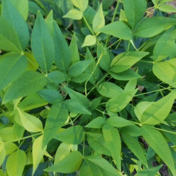 Lemon Lime Heavenly Bamboo (Nandina domestica 'Lemon-Lime'), a shrub featuring broad-leaved evergreen and erect form.