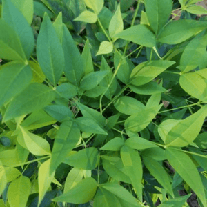 Lemon Lime Heavenly Bamboo (Nandina domestica 'Lemon-Lime'), a shrub featuring broad-leaved evergreen and erect form.