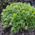 Lemon Love Coral Bells - Nature Hills Nursery - #1 Container - 