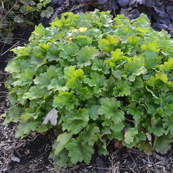 Lemon Love Coral Bells (Heuchera x 'Lemon Love'), a perennial featuring white, green flowers and perennial.