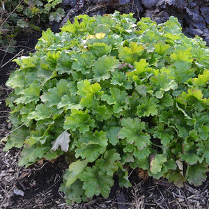 Lemon Love Coral Bells (Heuchera x 'Lemon Love'), a perennial featuring white, green flowers and perennial.