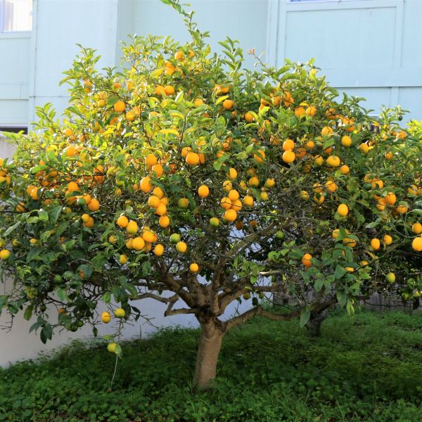 cheerful citrus lemon tall indoor house plants trees Dwarf Meyer Lemon Tree | Sweet Homegrown Citrus